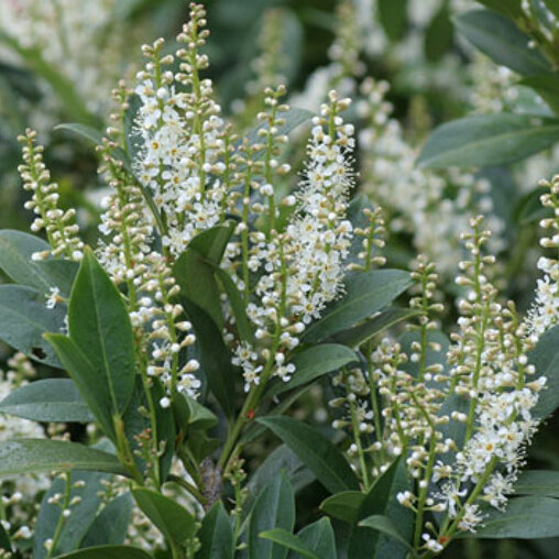 Prunus laurocerasus 'Mano'